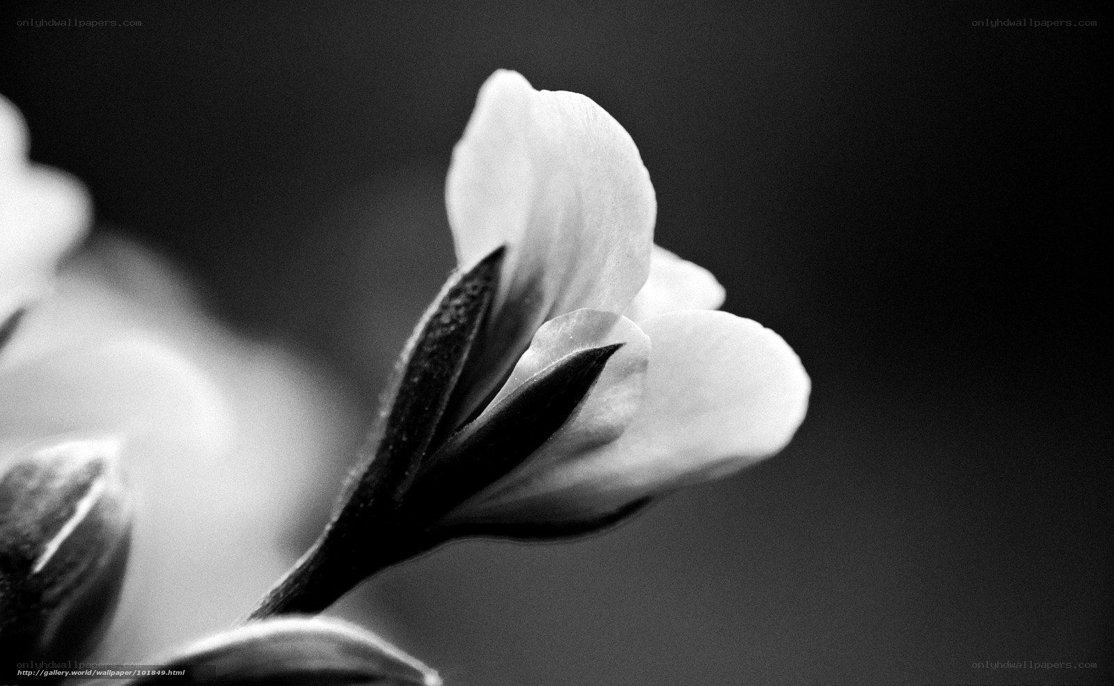 black and white flower bloom