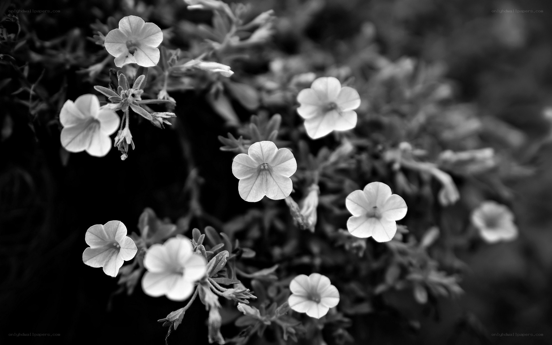 black and white flower blossoms
