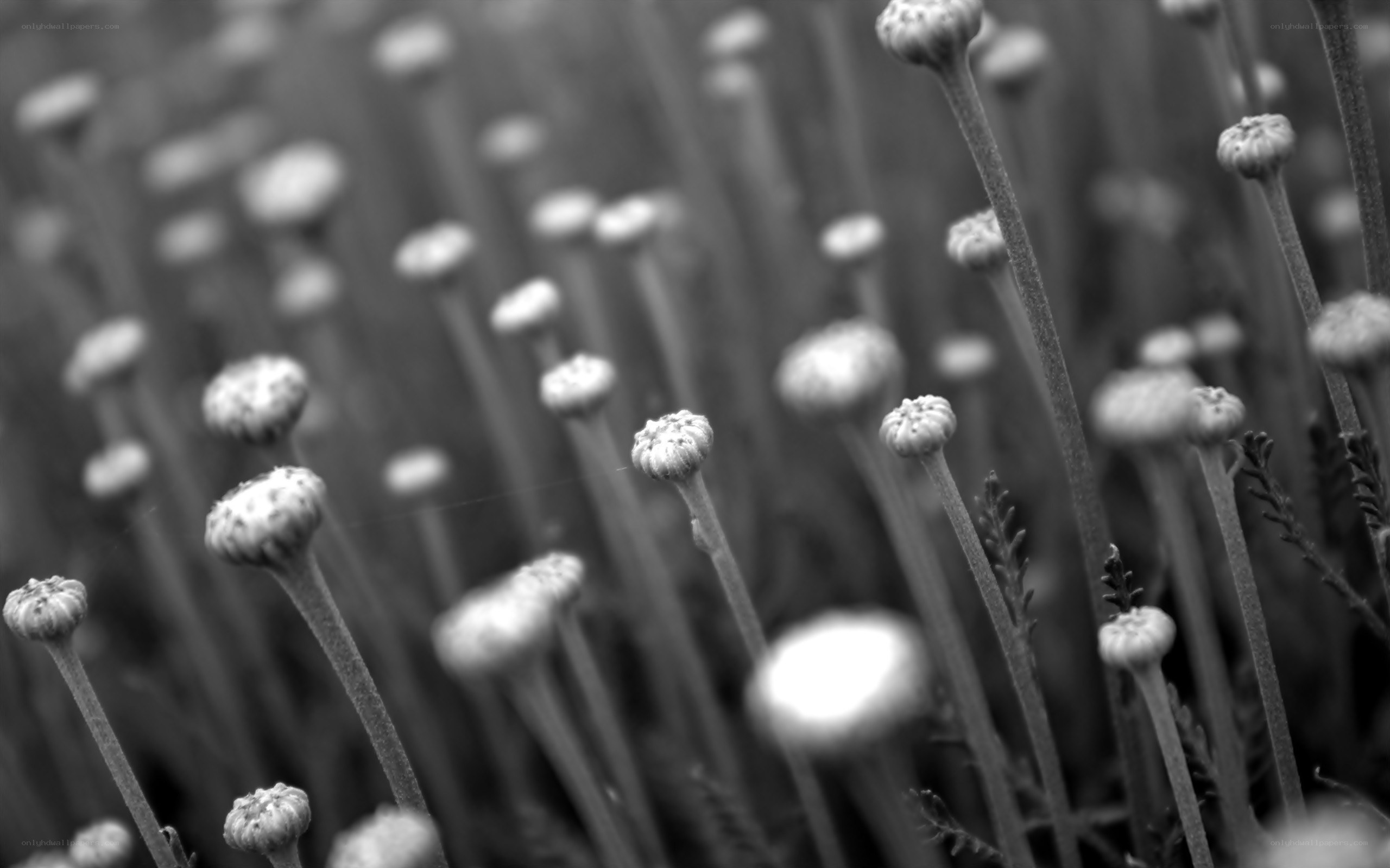 black and white flower buds
