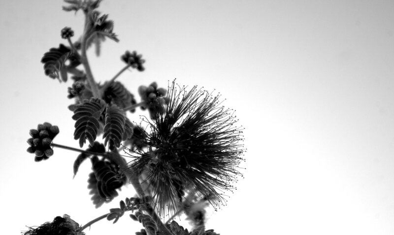 Black and white flower close-up