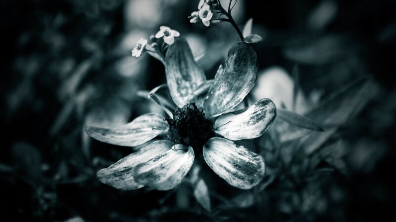 black and white flower close-up