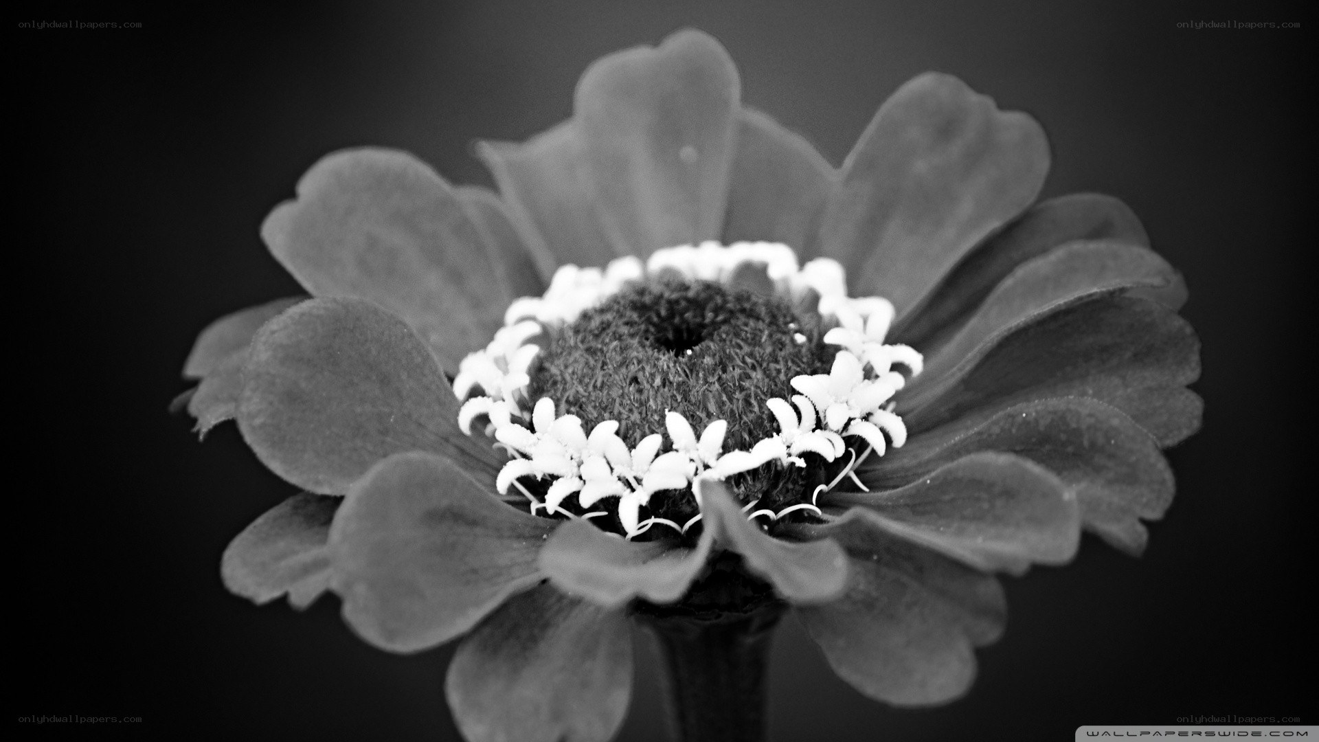 black and white flower close-up