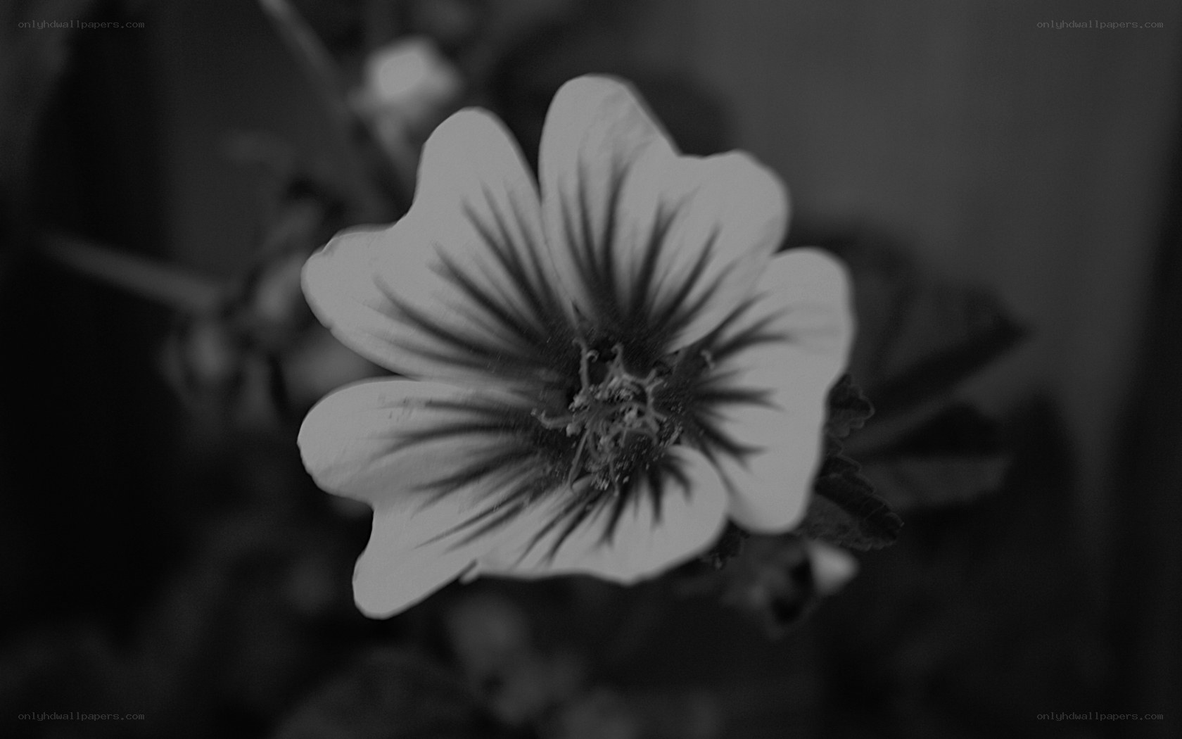 black and white flower close-up