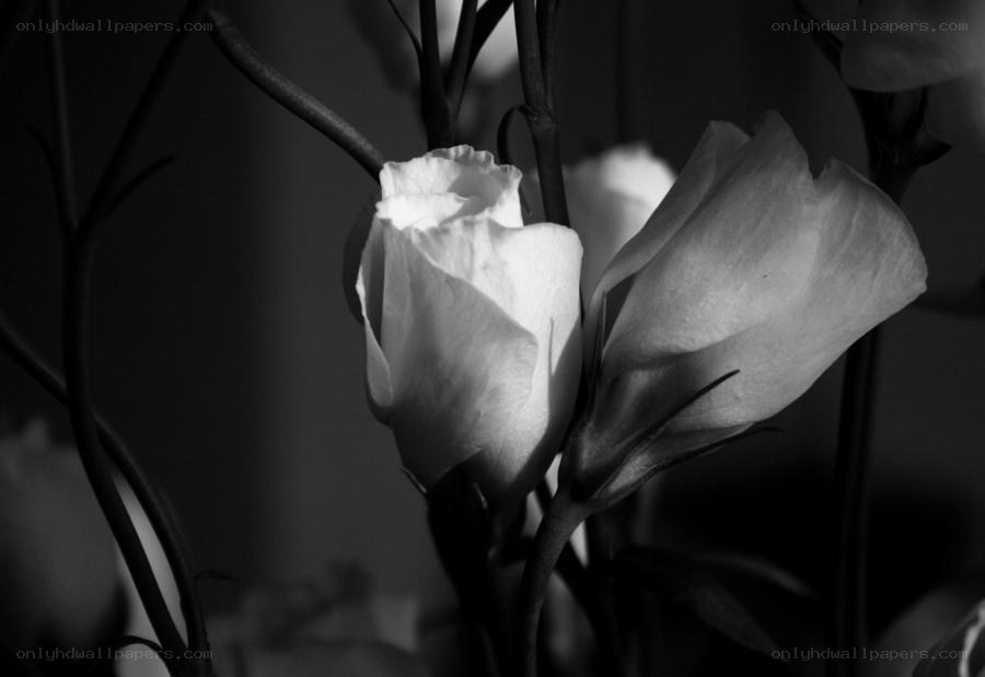 black and white flower close-up