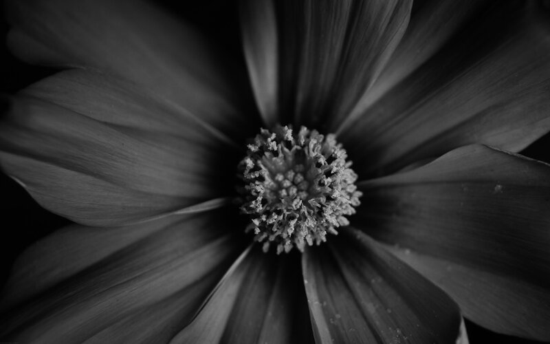 black and white flower close-up