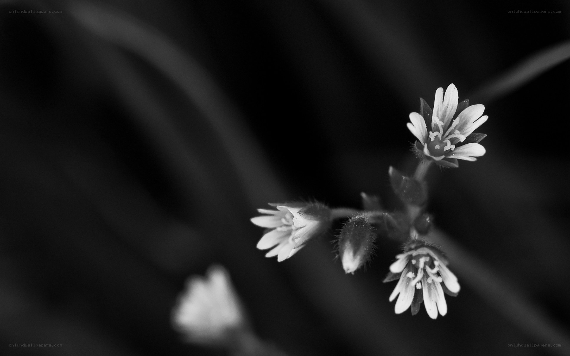 Black and white flower close-up