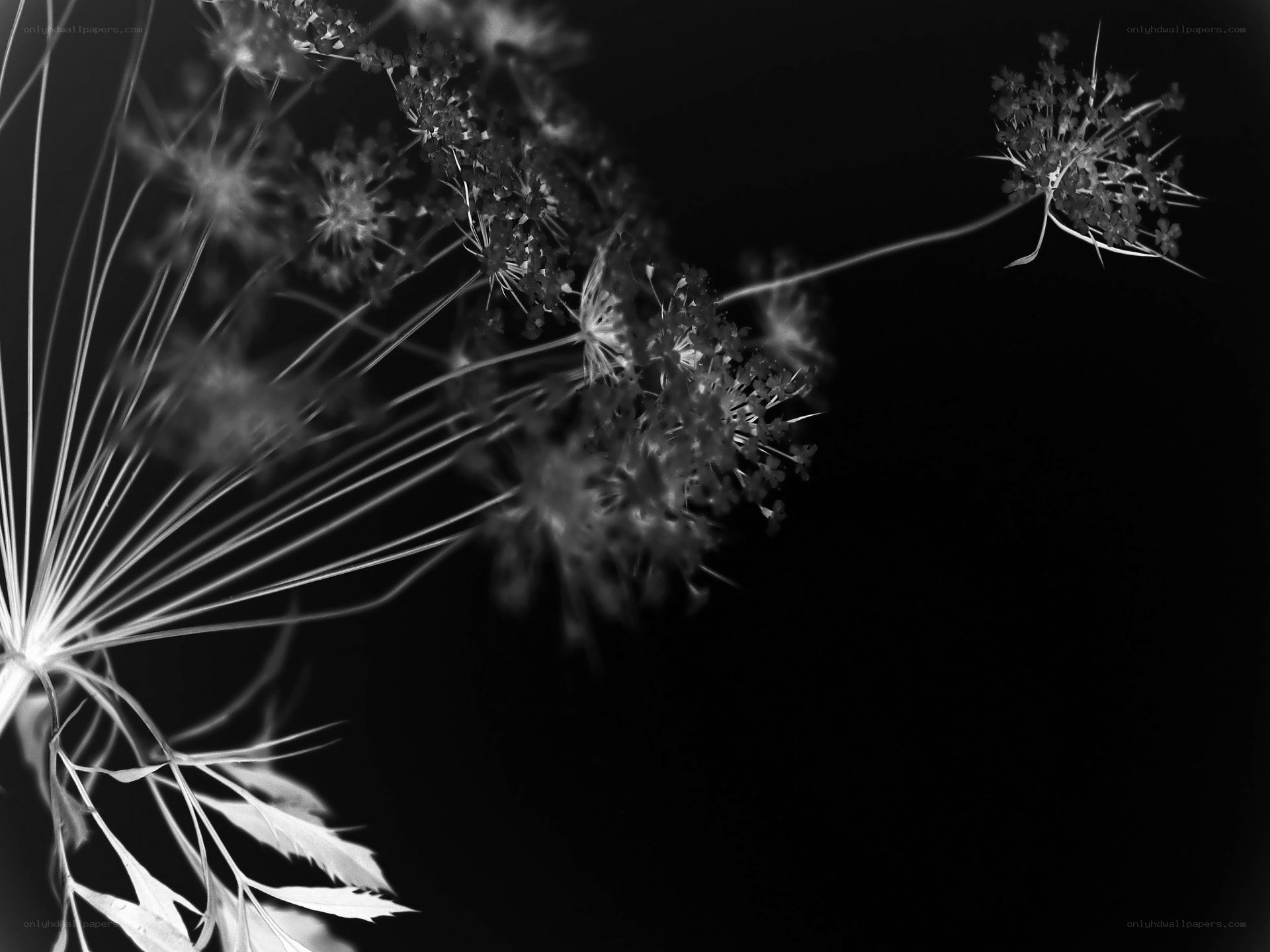 black and white flower close-up