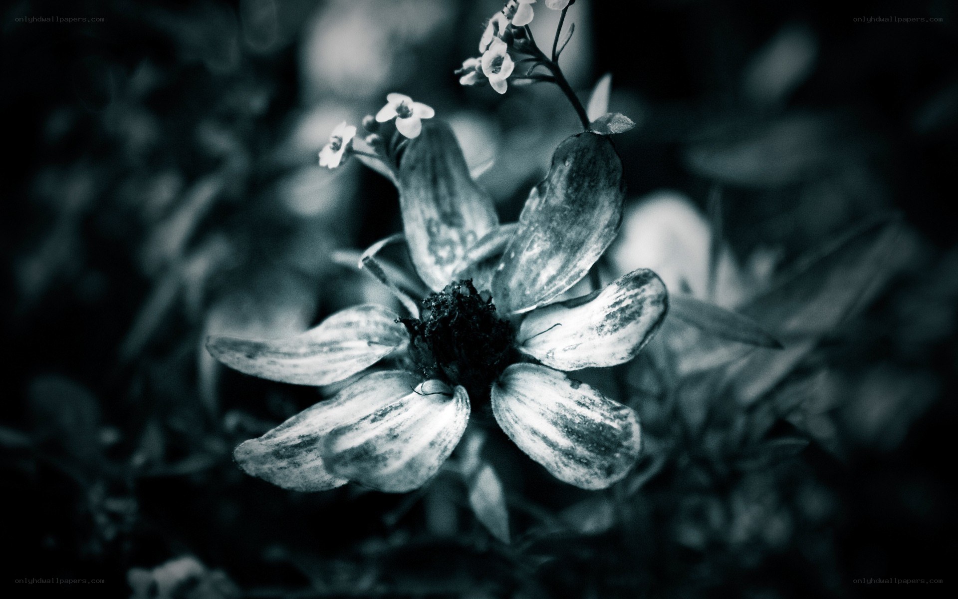 Black and white flower close-up