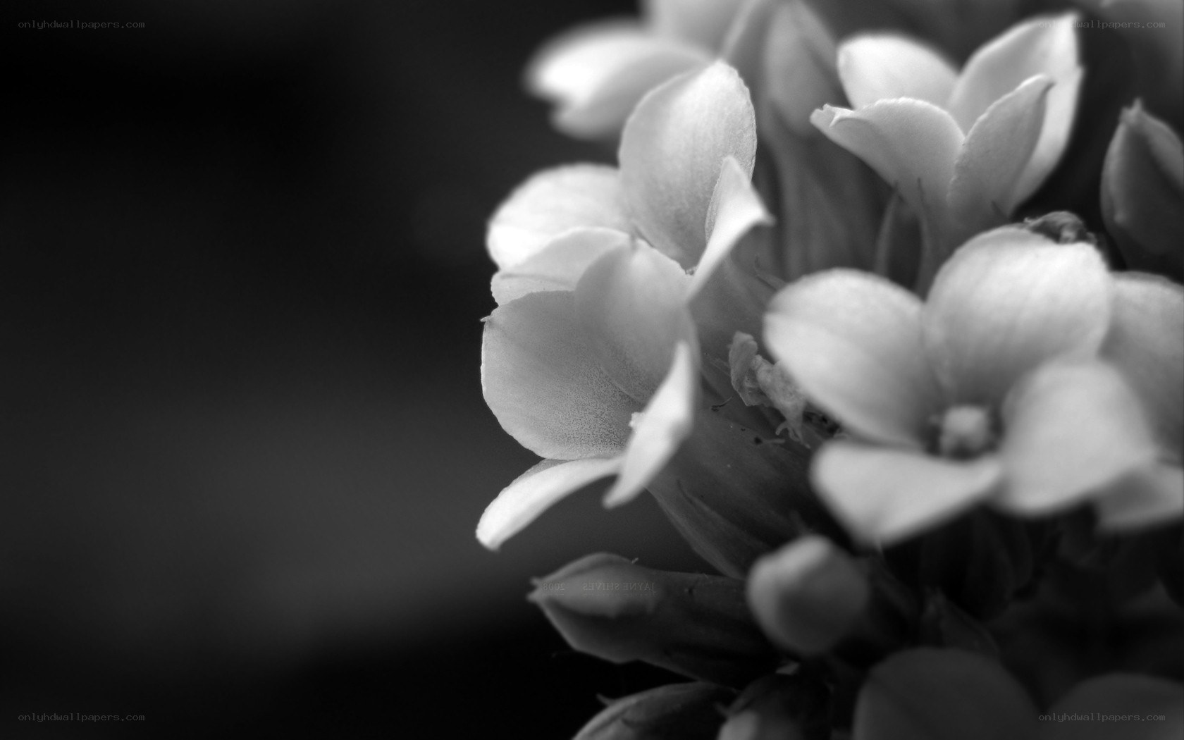 black and white flower close-up