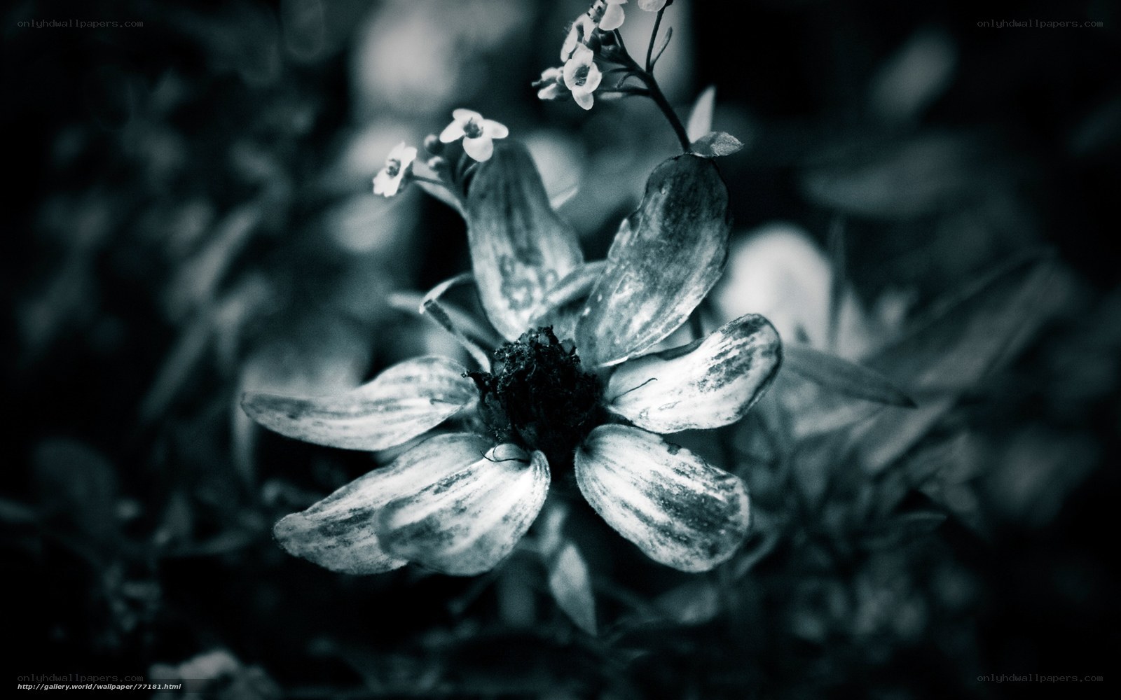 Black and white flower close-up