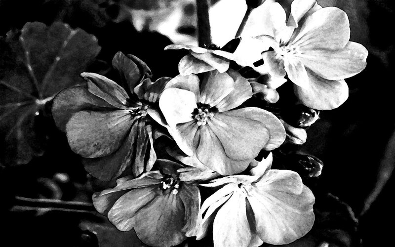 black and white flower cluster