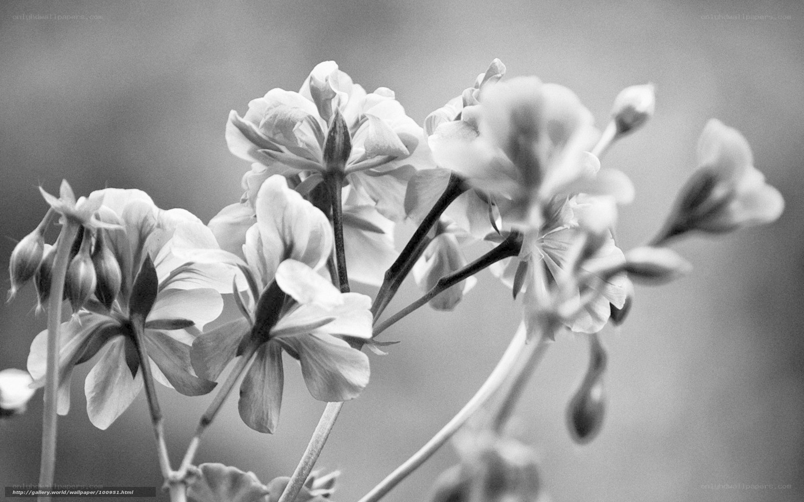 Black and white flower cluster