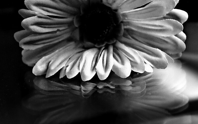Black and White Flower — Dramatic