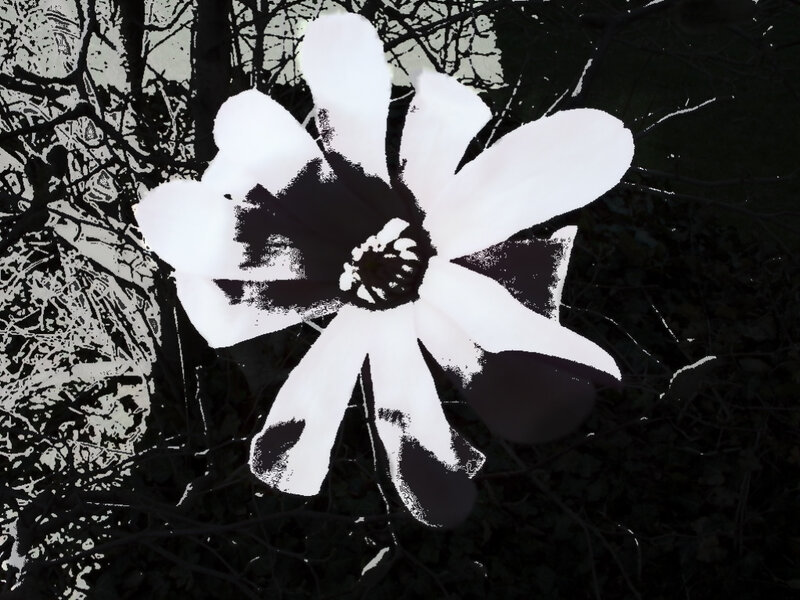 black and white flower image
