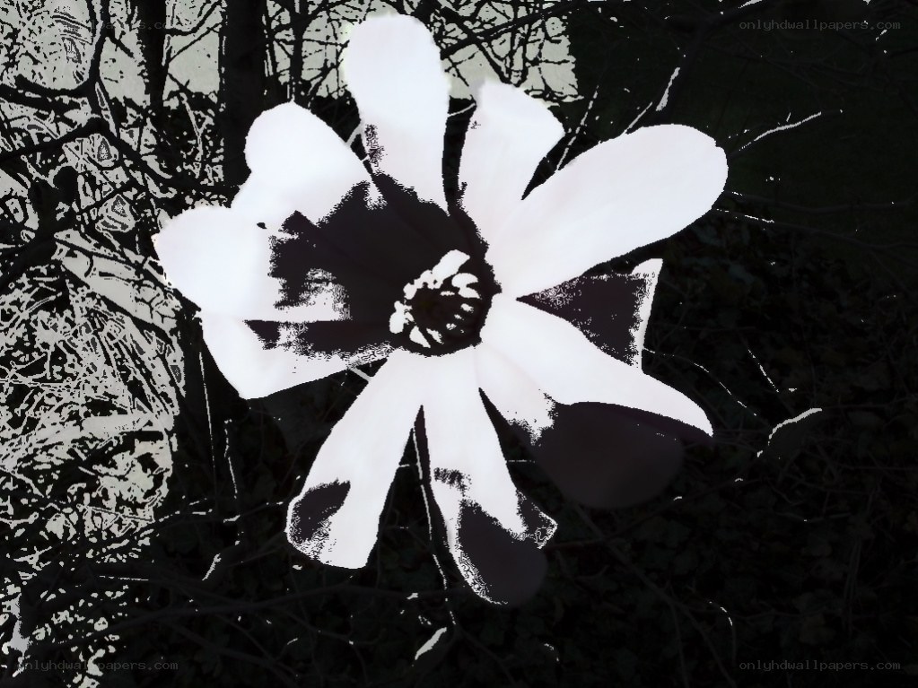 black and white flower image