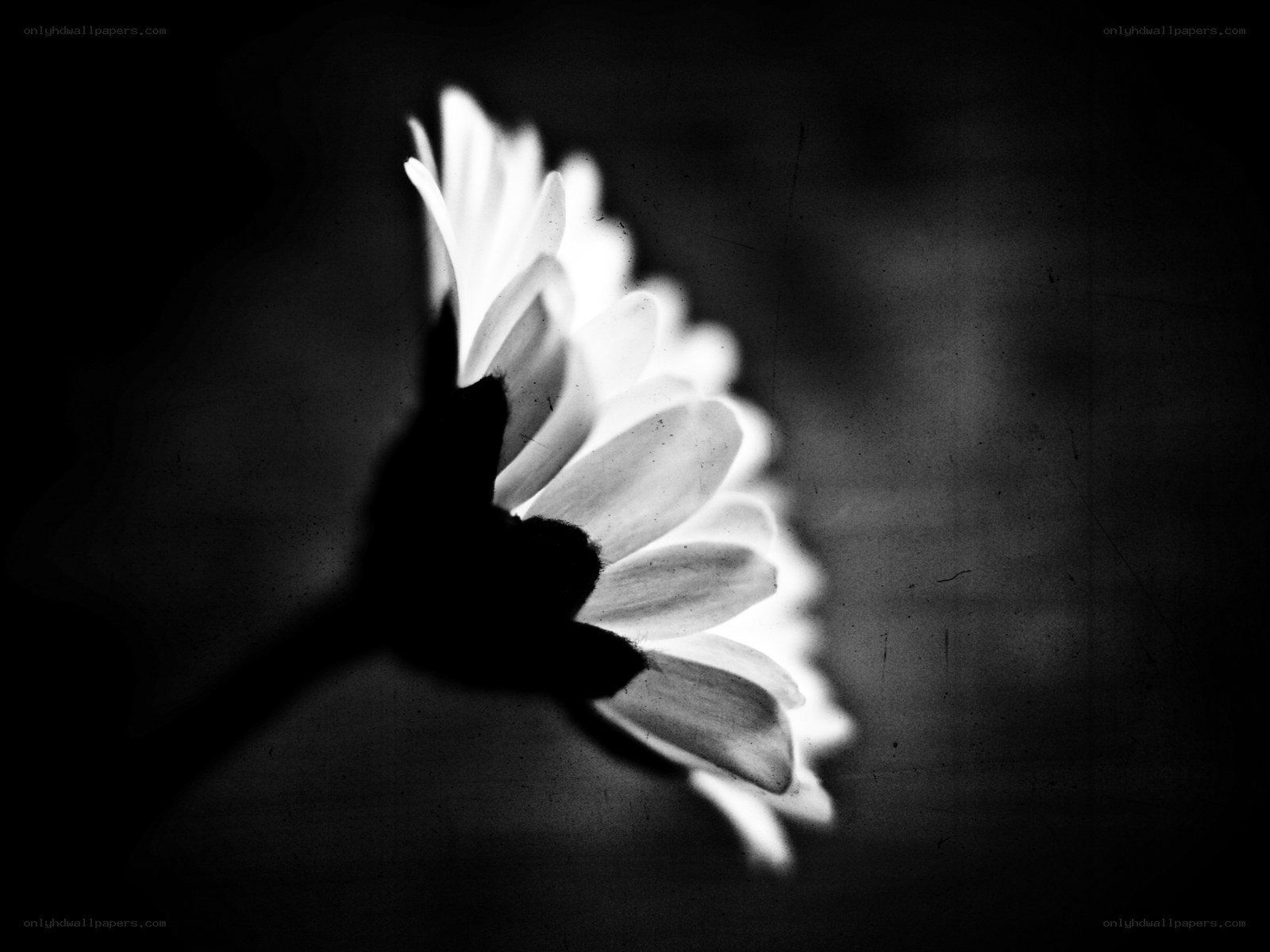 black and white flower silhouette