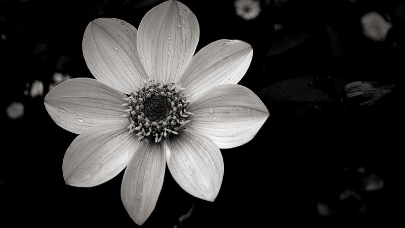 black and white flower with water droplets