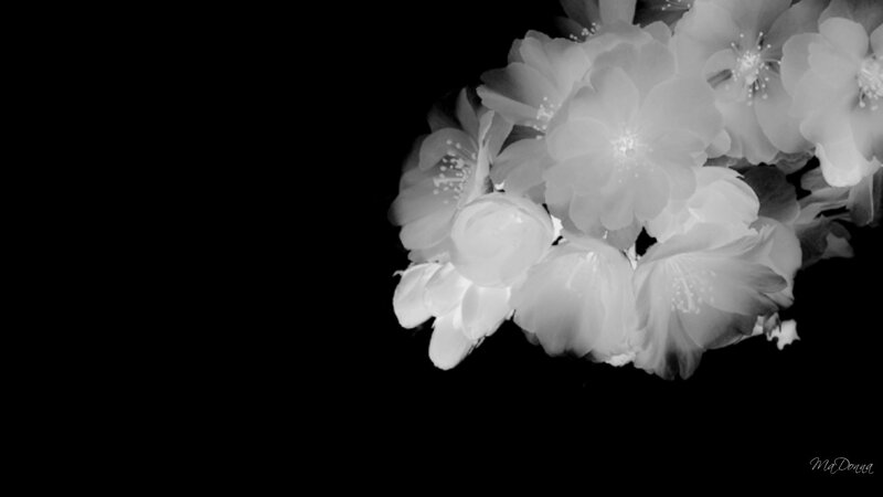 black and white flowers