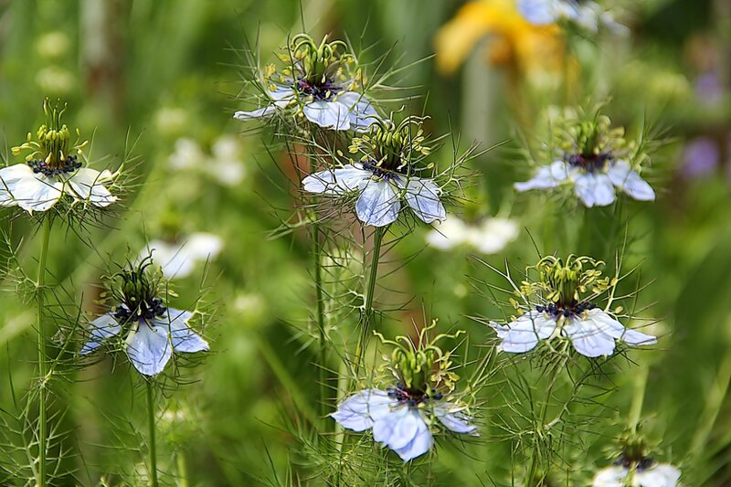 Black and White Flowers — Serene, Summer