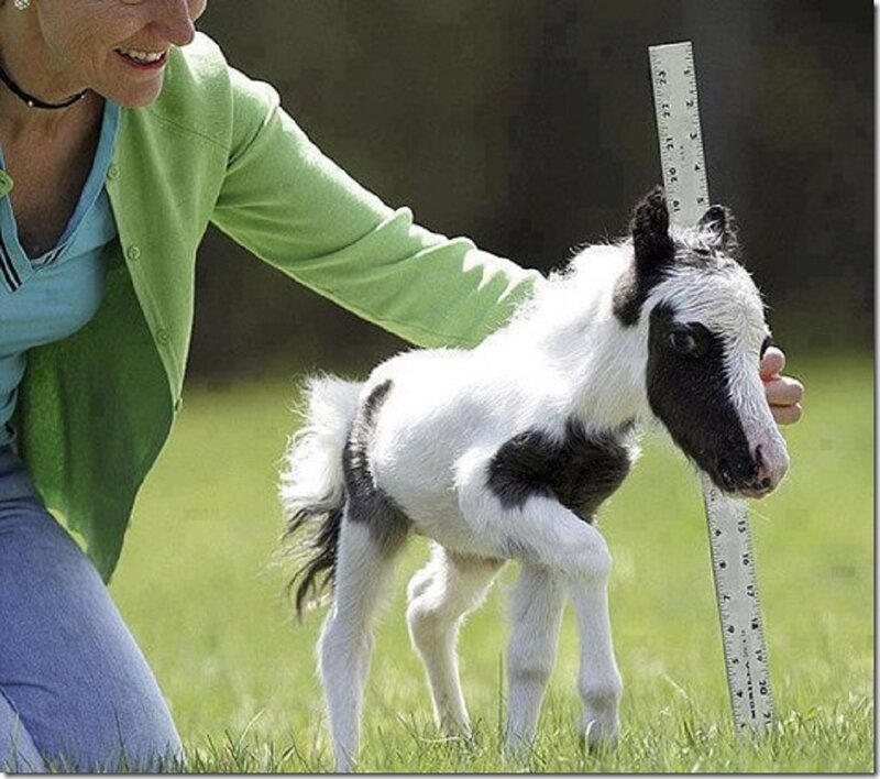 Black-and-white Foal — Green, Calm