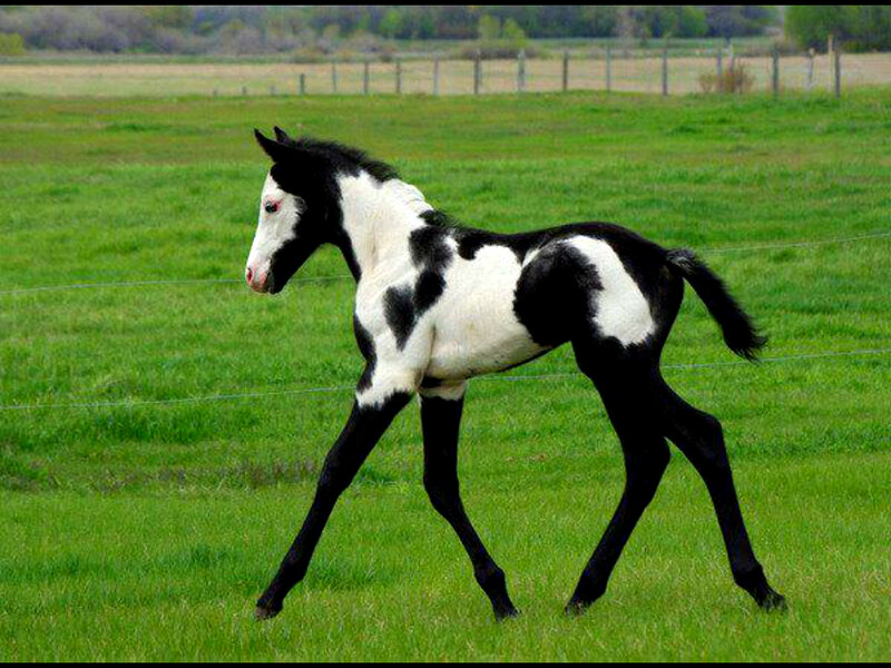 Black and White Foal — Green