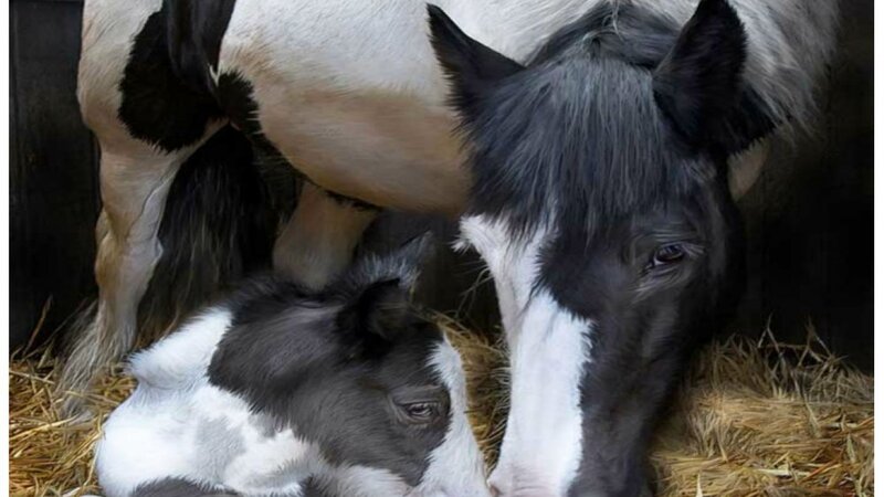 Black and White Foal