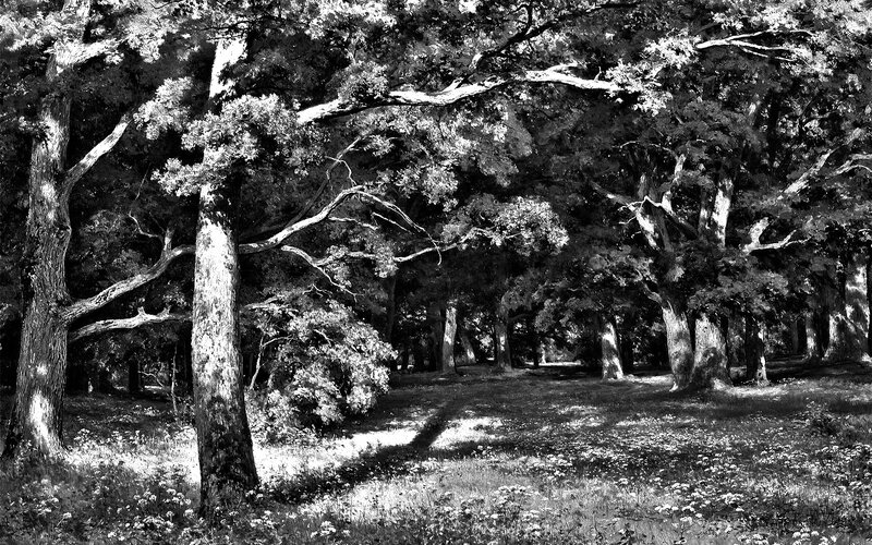 Black and white forest scene