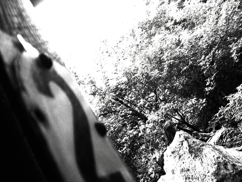 Black and white forest scene