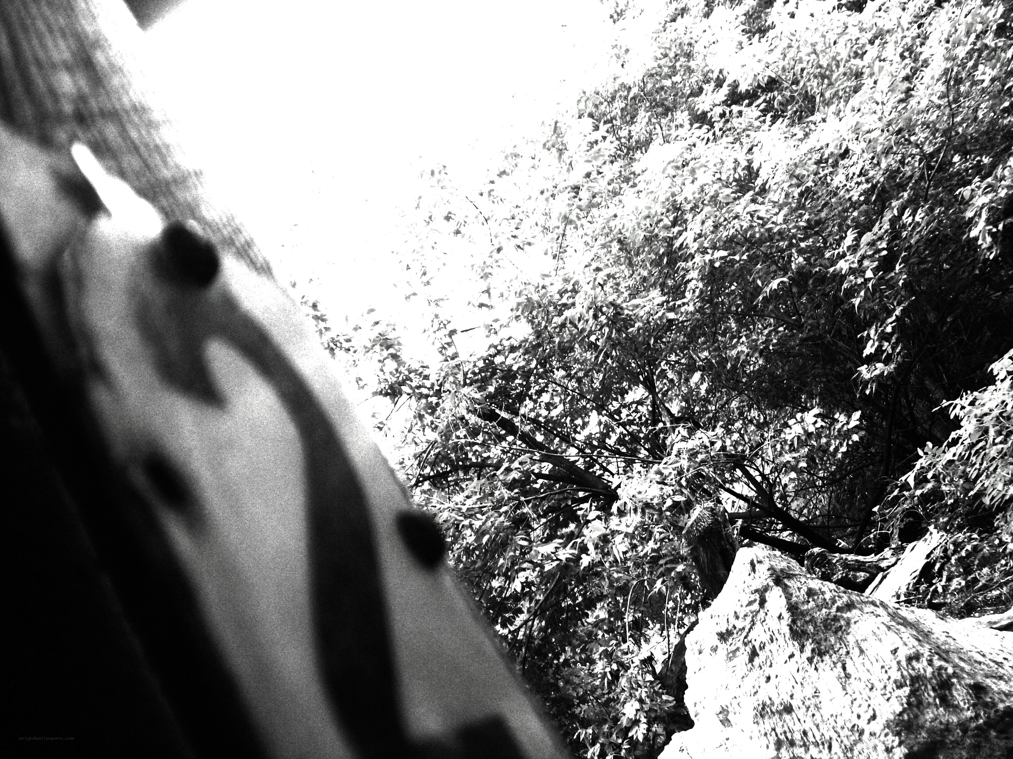 Black and white forest scene