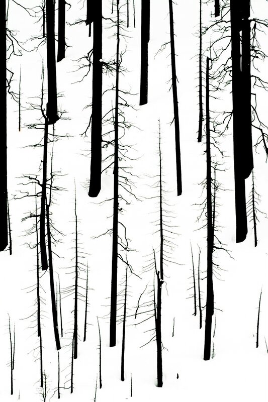 Black and white forest silhouette