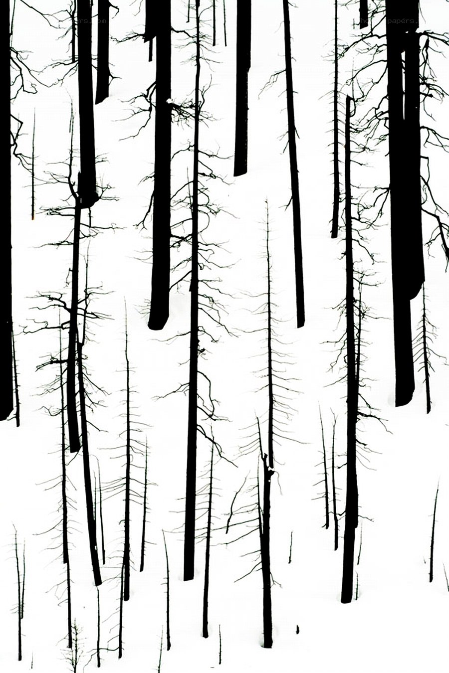 Black and white forest silhouette