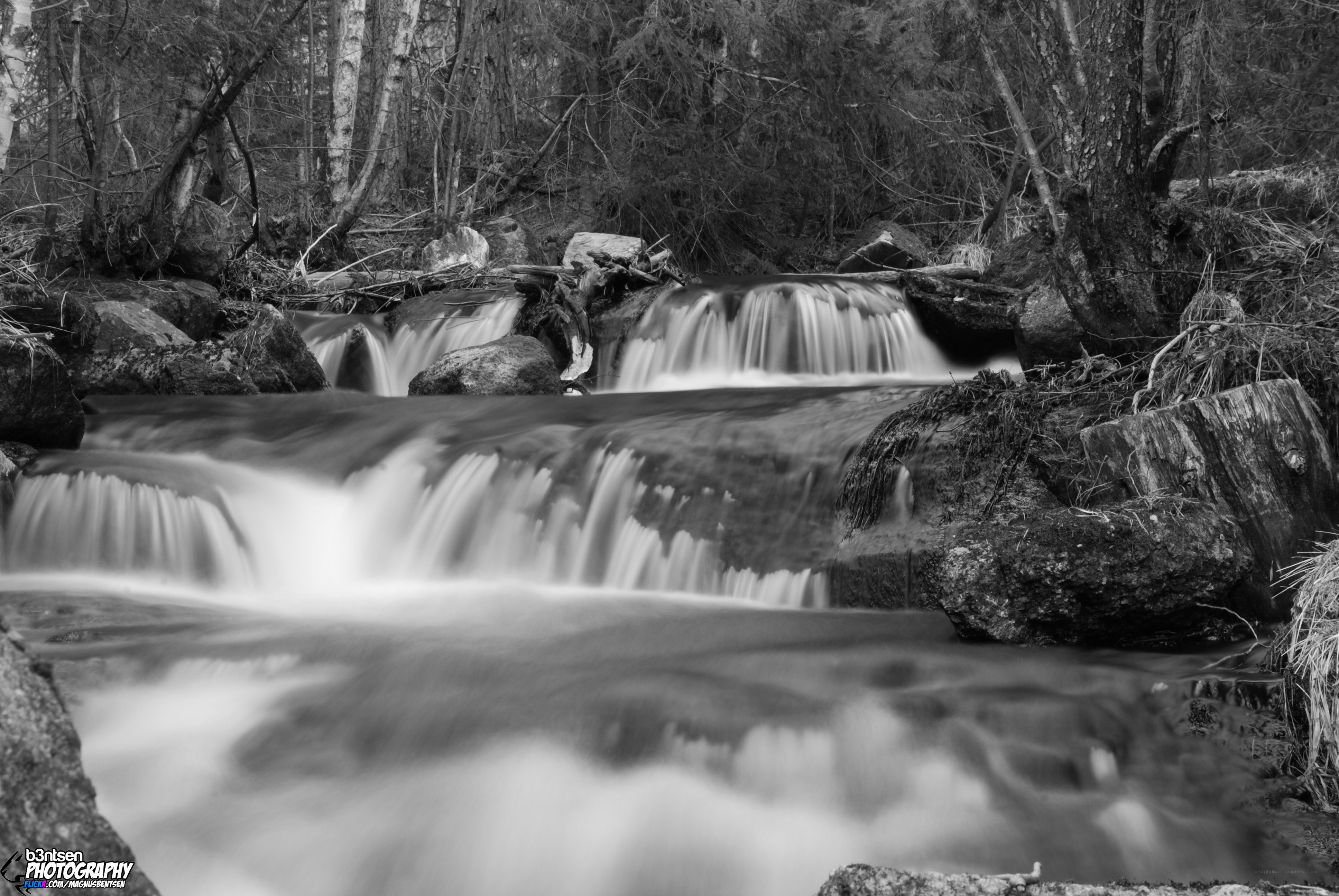 Black and white forest waterfall