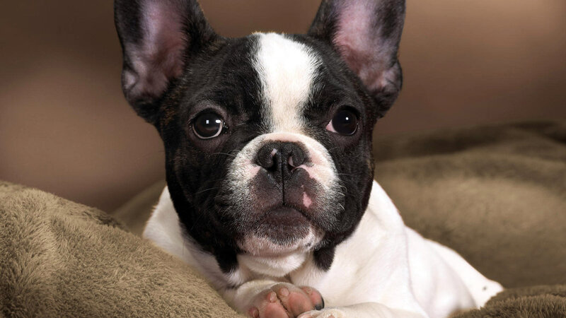 black and white french bulldog