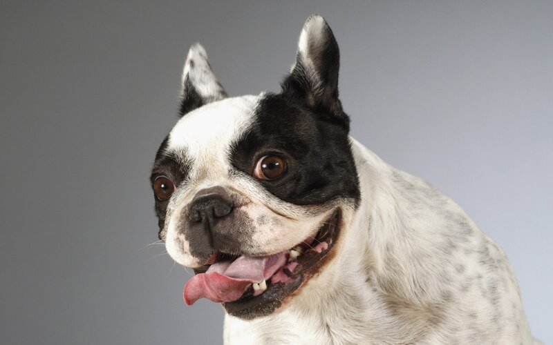 black and white french bulldog