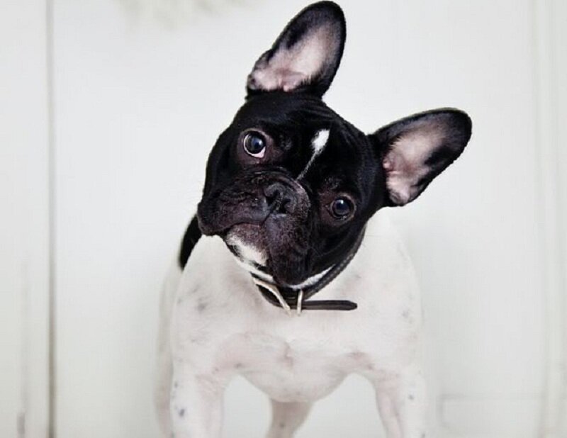 Black and White French Bulldog — Curious