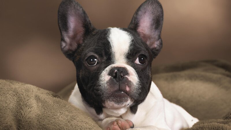 black and white french bulldog puppy