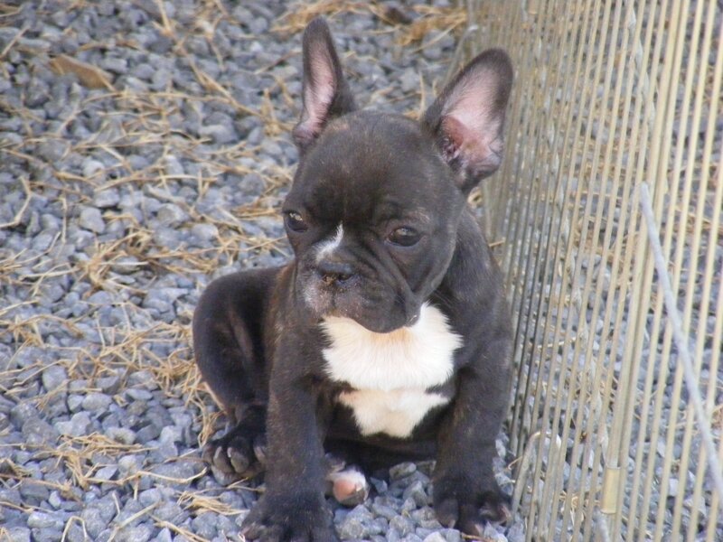 black and white french bulldog puppy