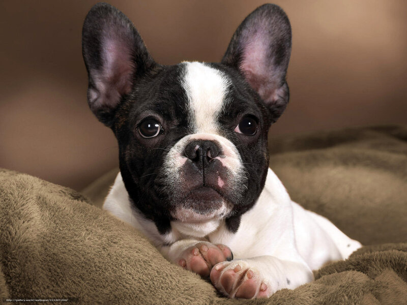 Black and White French Bulldog Puppy — Brown