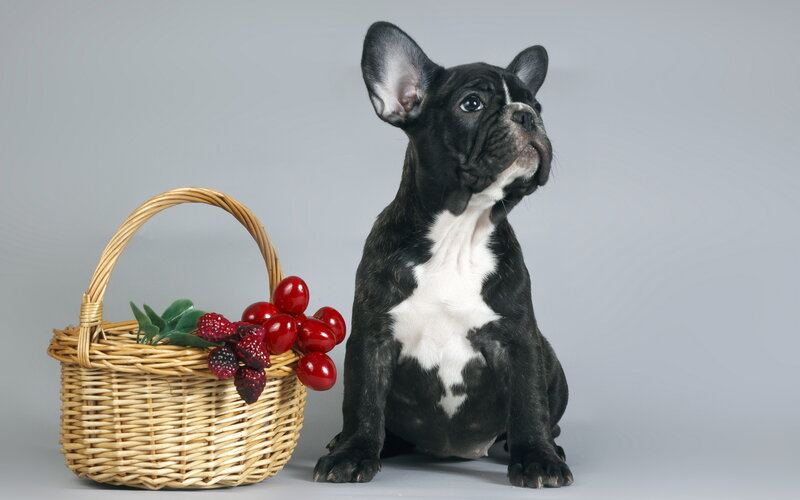 Black and White French Bulldog Puppy — Calm