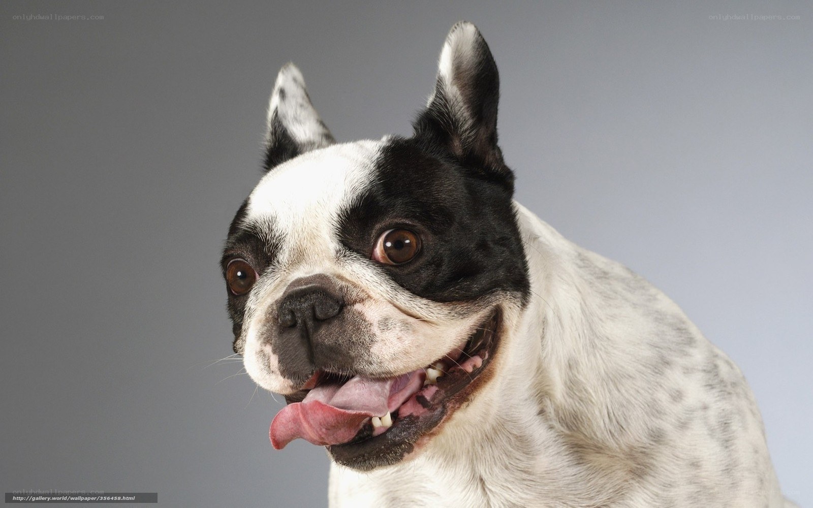 black and white french bulldog