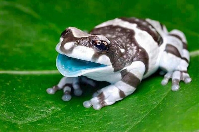 Black-and-white Frog — Green