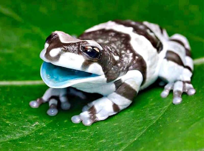 Black-and-white Frog