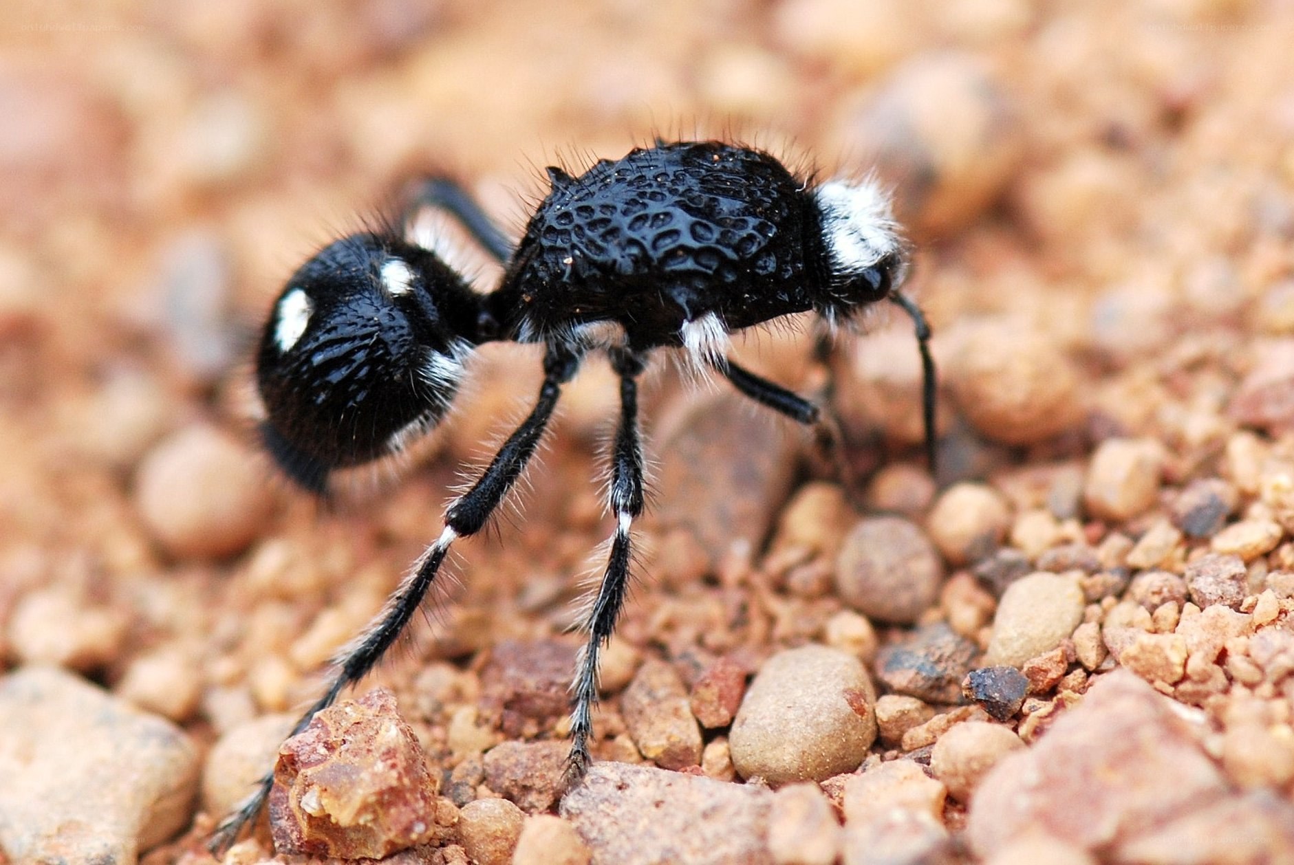 black and white fuzzy ant
