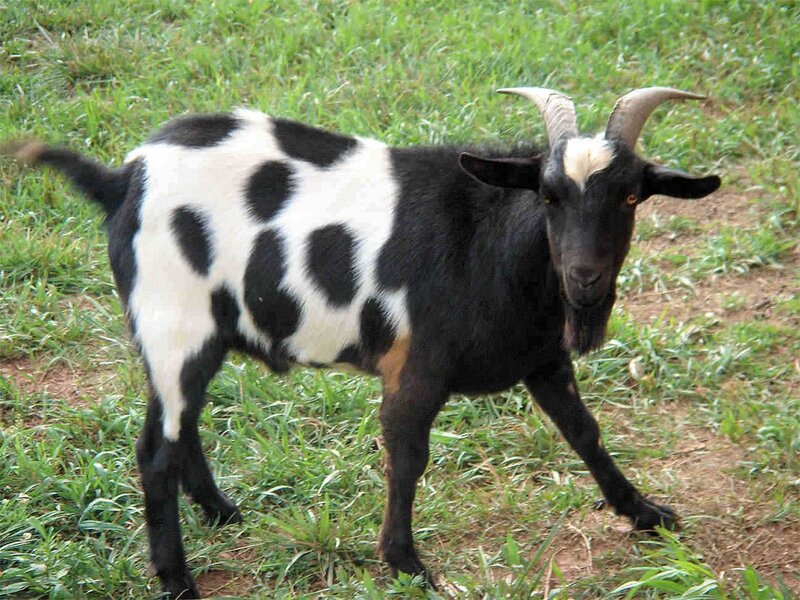 Black and White Goat — Calm