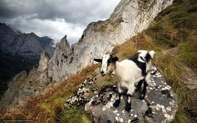 Black and White Goat — Dramatic