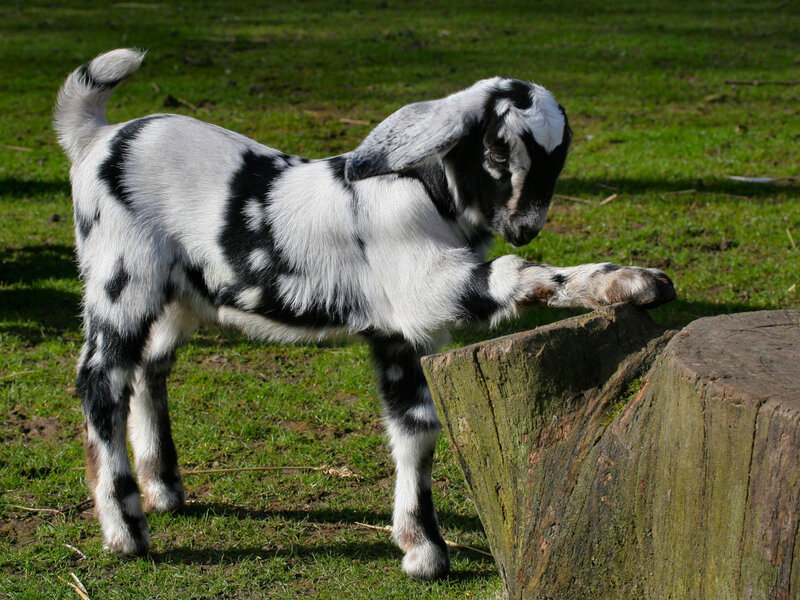 Black and White Goat Kid — Green