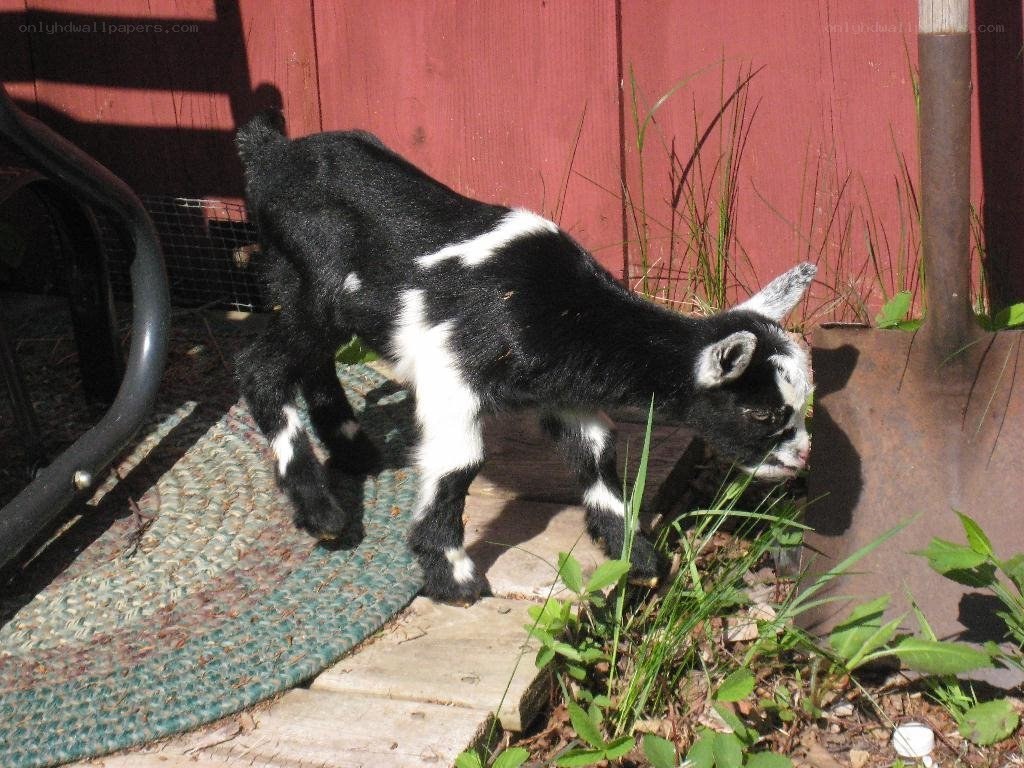 black and white goat kid