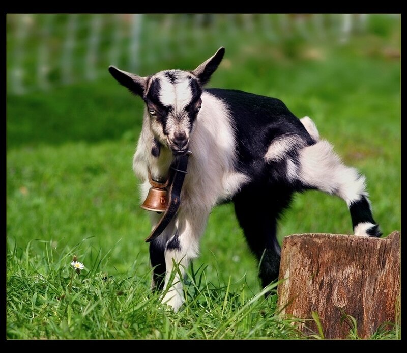 Black and White Goat