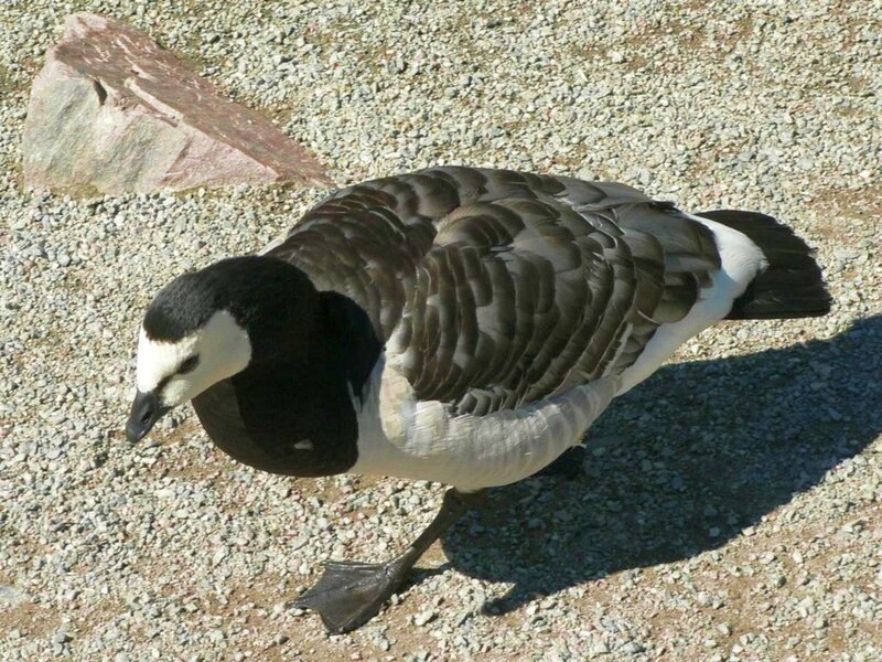 Black-and-white Goose