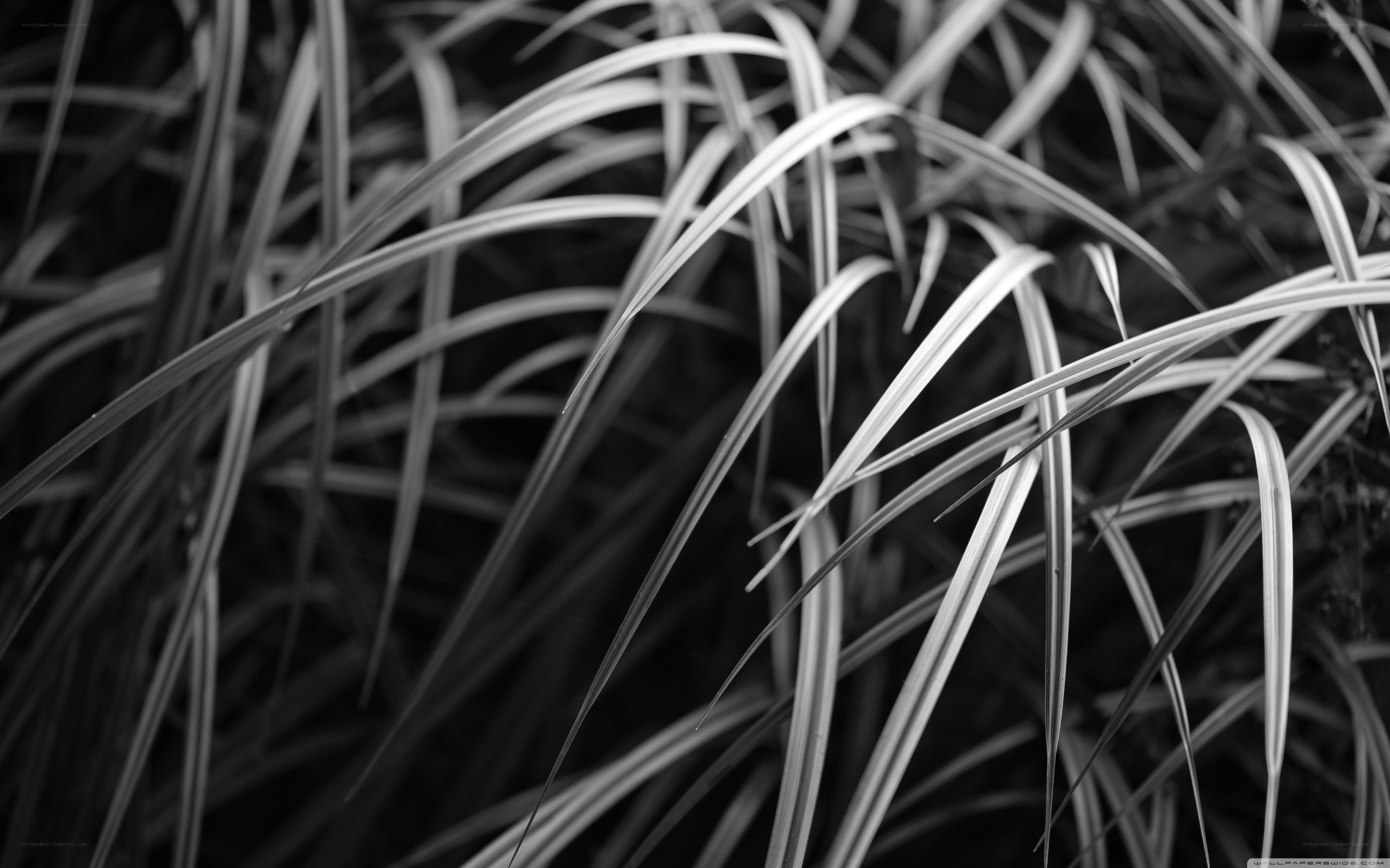 black and white grass blades